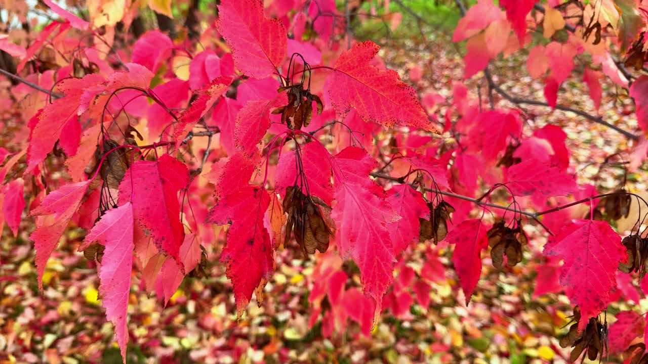 Autumn Red Maple Leaves