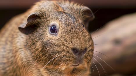 captivating close-up of a guinea pig showcasing its unique features and expressive eyes in a natural setting