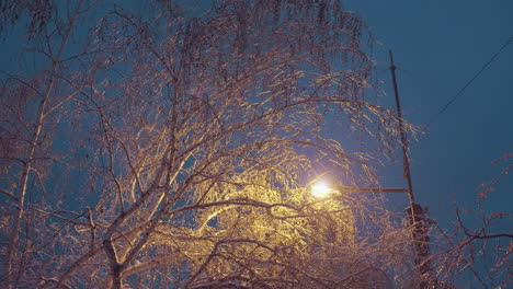 frosted branches of winter trees illuminated by golden glow from streetlights, creating a magical effect against a deep blue evening sky, with light poles and thin power lines