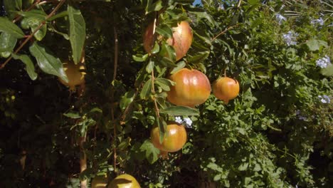 Delicious-ripe-pomegranate-fruit-growing-on-tree-in-Sardinia-island,-close-up-orbit-view