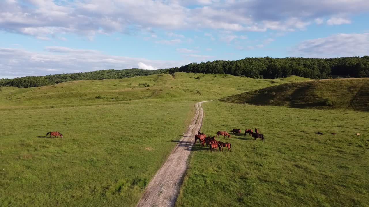 video de drones aéreos, volando sobre una manada de caballos