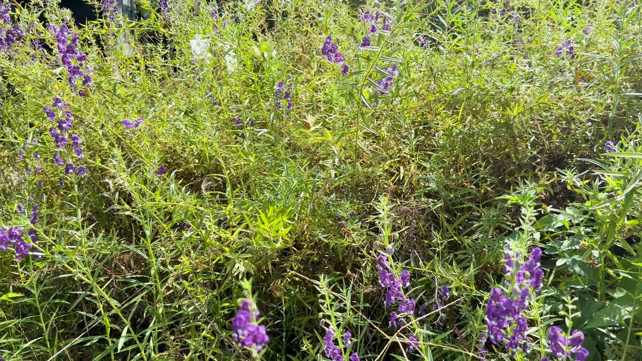 Close-up shot of purple flowers swaying gently in bright sunlight within a wild garden