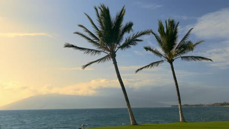 palm trees by the ocean at sunset