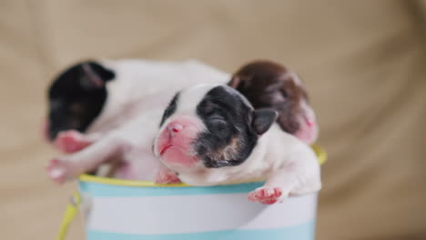 Newborn-Puppy-12