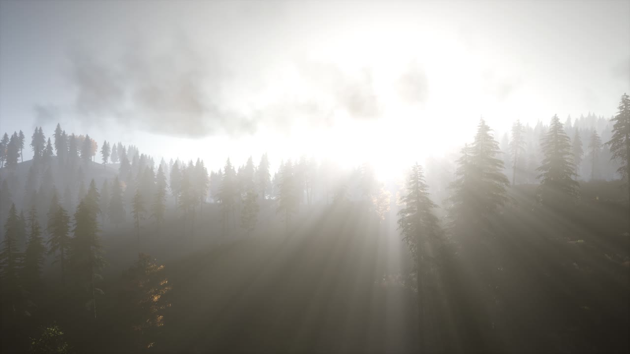 나무들을 가로지르는  ⁇ 빛