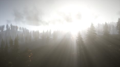 sun beams through trees
