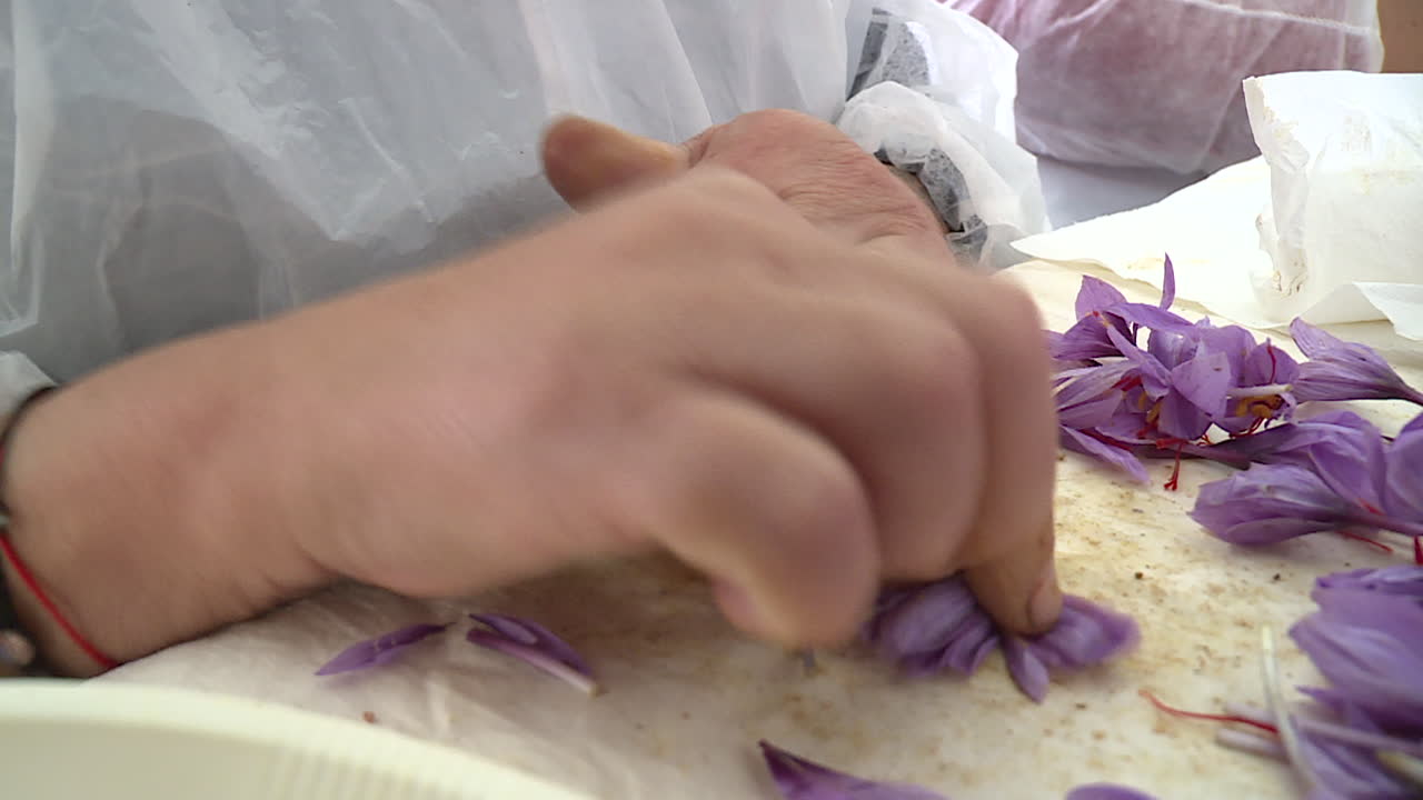 Saffron Harvesting and Processing
