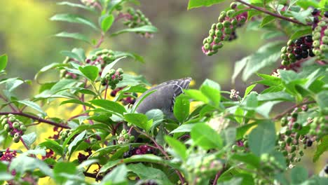 Eine-Nördliche-Graue-Spottdrossel,-Die-Beeren-In-Einem-Beerenstrauch-Isst