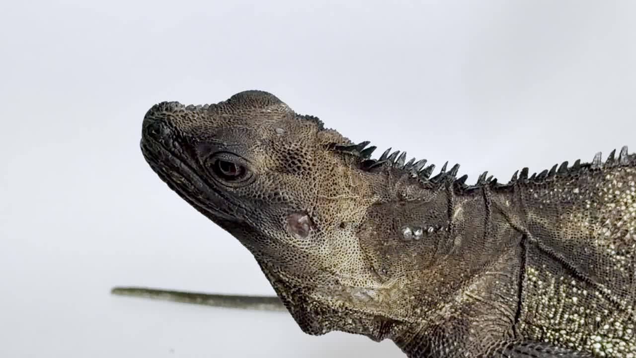 Iguana di profilo lecca e mangia un verme della farina in un primo piano luminoso in studio, movimento minimo dello sfondo