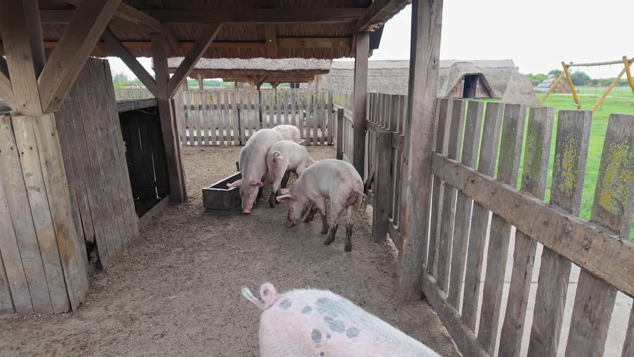 Hungarian domestic pigs in a wooden pen on a livestock farm in Puszta