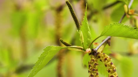 Small,-upright-female-catkin-at-the-end-of-the-birch-twig-moved-by-a-breeze