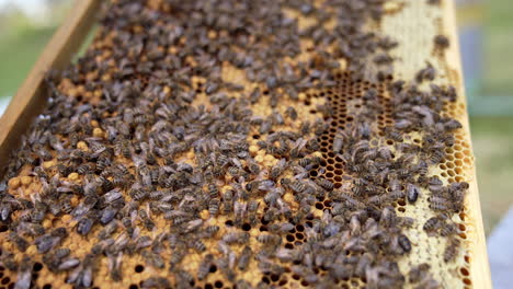 abejas melíferas en el panal