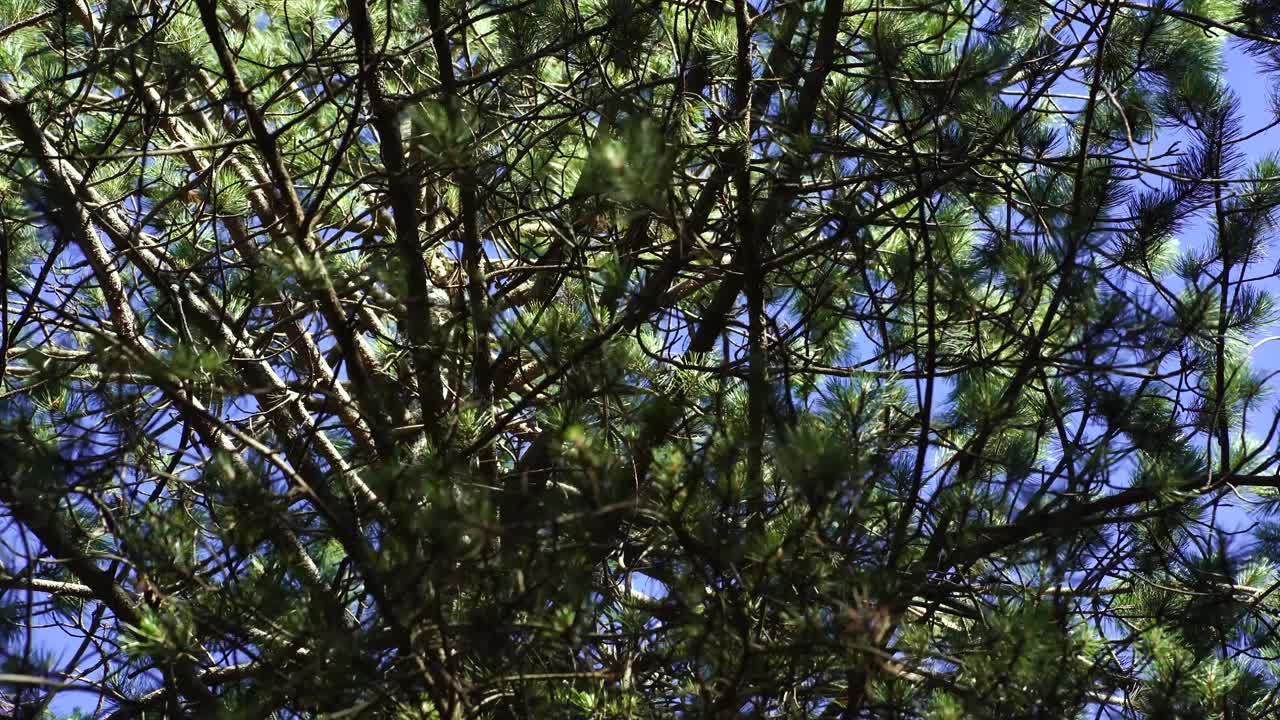 Pine tree branches with needles waving from light breeze on mountain forest, foliage background