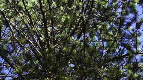 pine tree branches with needles waving from light breeze on mountain forest, foliage background