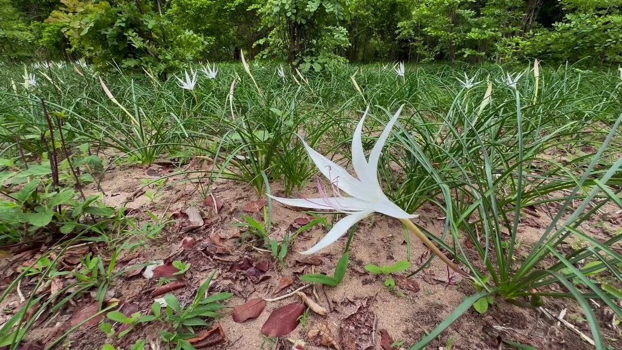 Edderkopslilje blomstrer efter regnen i South Luangwa Nationalpark i Zambia.