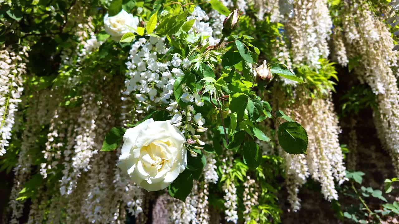 Amazing hanging white rose flowers blooming on sunny day outdoors.