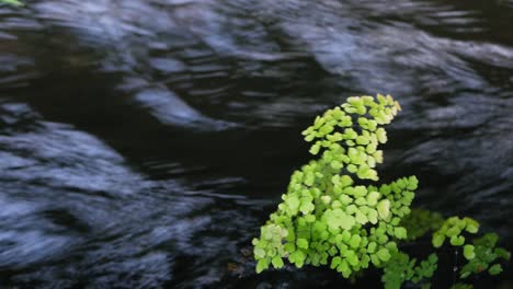 Grüner-Zweig,-Der-Sich-Vor-Der-Wasseroberfläche-Auf-Einem-Schnell-Fließenden-Strom-Bewegt,-Nahaufnahme