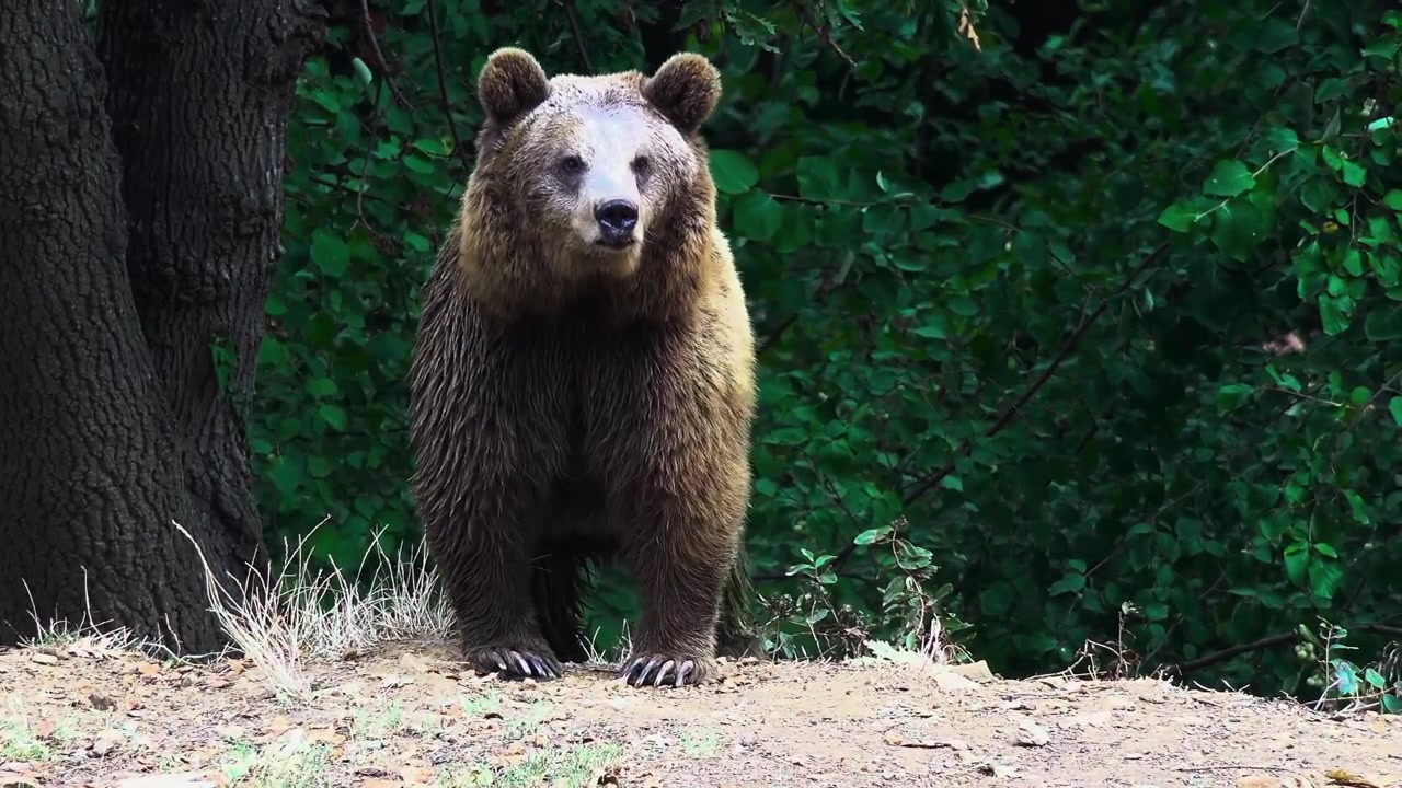Un'inquadratura statica mozzafiato a livello degli occhi, di tipo cinematografico, che cattura un enorme orso bruno in piedi, attento, sul bordo di una foresta lussureggiante, che fissa intensamente l'obiettivo della fotocamera