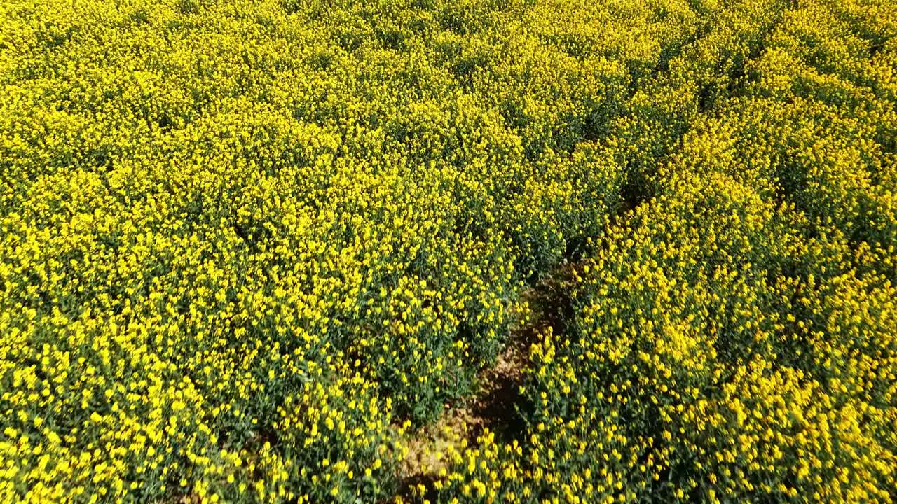 Campo di colza (Brassica napus, famiglia Brassicaceae) in fiore che forma una densa superficie gialla di coltura durante la stagione primaverile, ripresa a bassa quota con drone in volo veloce in avanti.