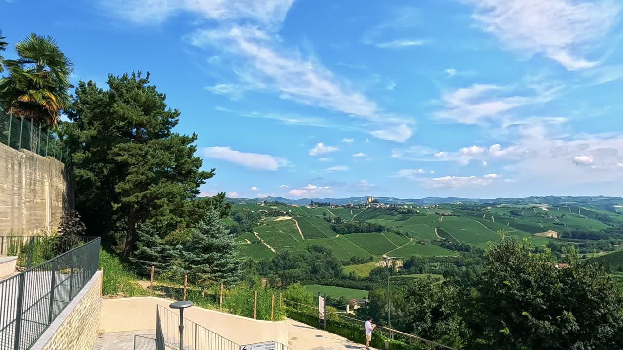 밝은 파란 하늘 아래 울창한 포도