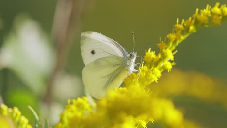 Pieris-Brassicae,-La-Gran-Mariposa-Blanca,-También-Llamada-Mariposa-De-La-Col.-El-Blanco-Grande-Es-Común-En-Toda-Europa,-El-Norte-De-África-Y-Asia,-A-Menudo-En-Zonas-Agrícolas,-Prados-Y-Parques.