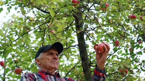 senior man gathering apple harvest in his orchard. low angle view. organic fruit harvesting.