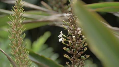 la abeja se cierne alrededor de una planta de jengibre nativa en la selva tropical.