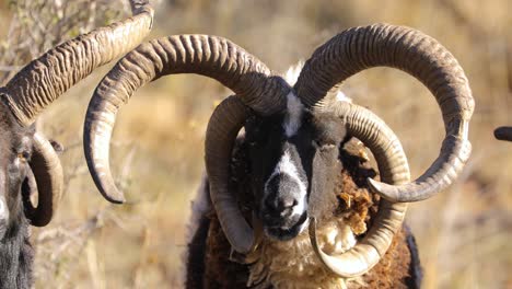 carnero de cuatro cuernos en la pradera mirando a la cámara en un día soleado