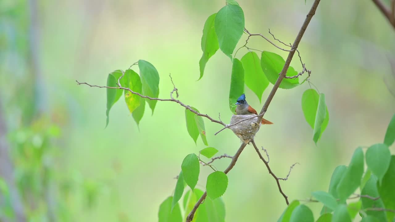 el cazador de moscas del paraíso indio haciendo nido en el bosque