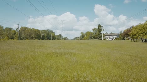 beautiful panorama grass, real shot green plant blowing in the wind.