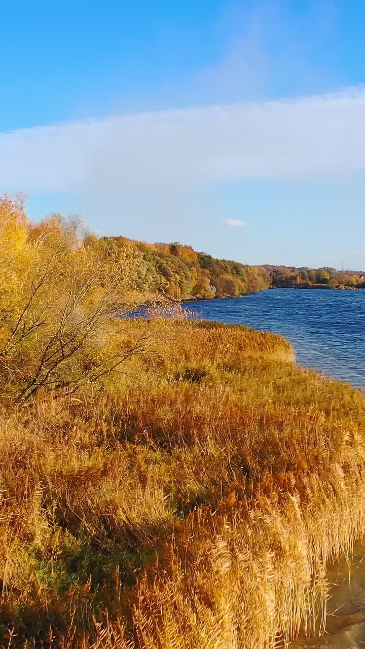Bright colors of golden trees near the lake in autumn. Amazing natural landscape in the countryside. Beautiful nature in fall season. Vertical video