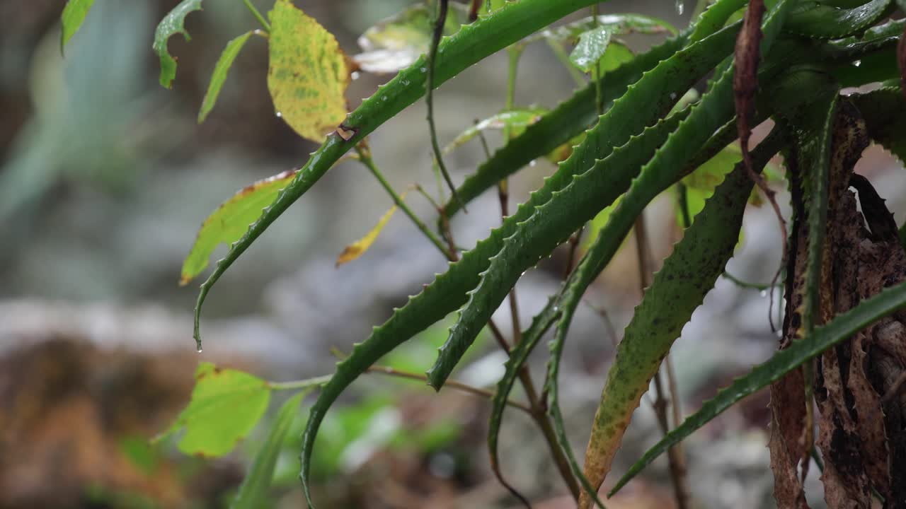 una planta suculenta que se mueve cuando la lluvia la golpea