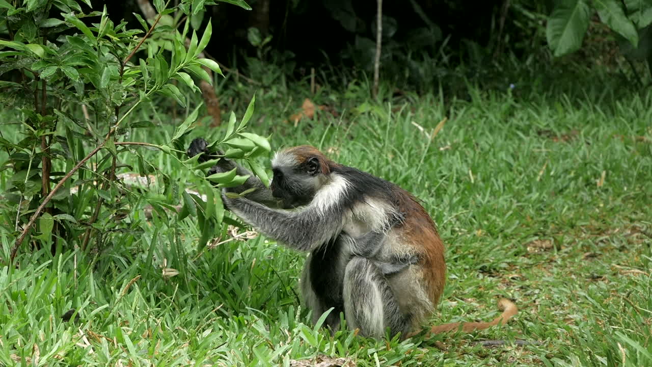 mono de mamá grande con mono bebé en el pecho, comiendo plantas de un arbusto en la selva tropical africana en cámara lenta