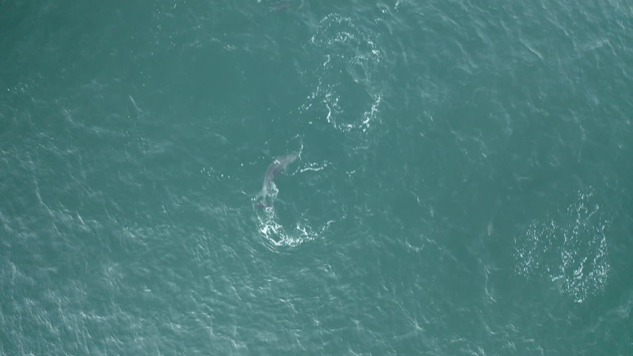 야생 동물 자연의 4k 드론 평면도