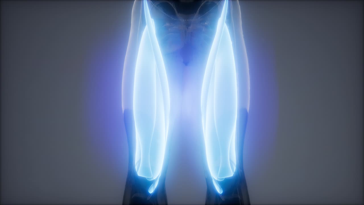 허 ⁇ 지 근육 - 눈에 보이는 근육 해부학 지도