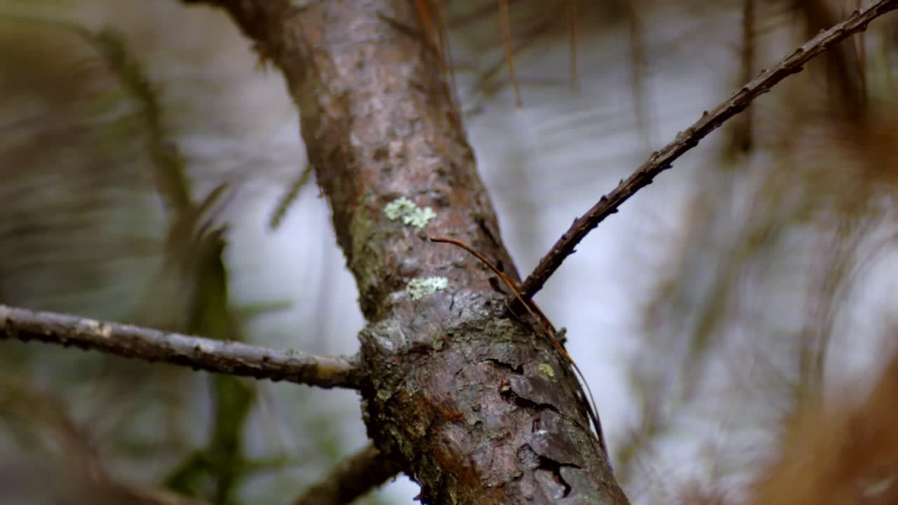 detalle de arroyo y vegetación
