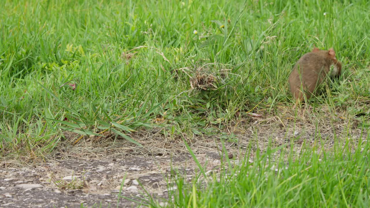 A hamster moves through lush green grass at Zentralfriedhof. This stock footage captures the natural behavior of the animal against a vibrant backdrop. Shot in a static style