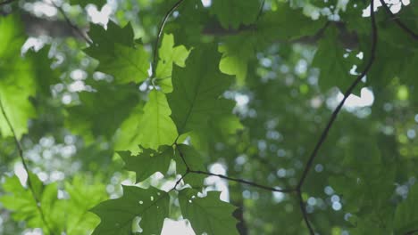 circling motion beneath the green foliage