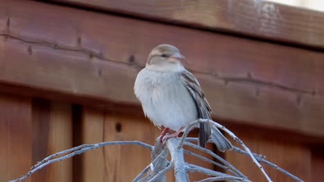 House-sparrow-small-bird-sitting-on-tree-in-backyard-then-flying-off-during-winter-with-bare-tree-and-no-leaves