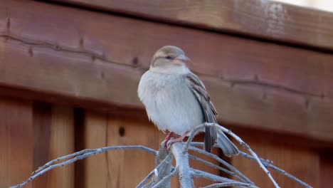 Gorrión-Pequeño-Pájaro-Sentado-En-Un-árbol-En-El-Patio-Trasero-Y-Luego-Volando-Durante-El-Invierno-Con-Un-árbol-Desnudo-Y-Sin-Hojas