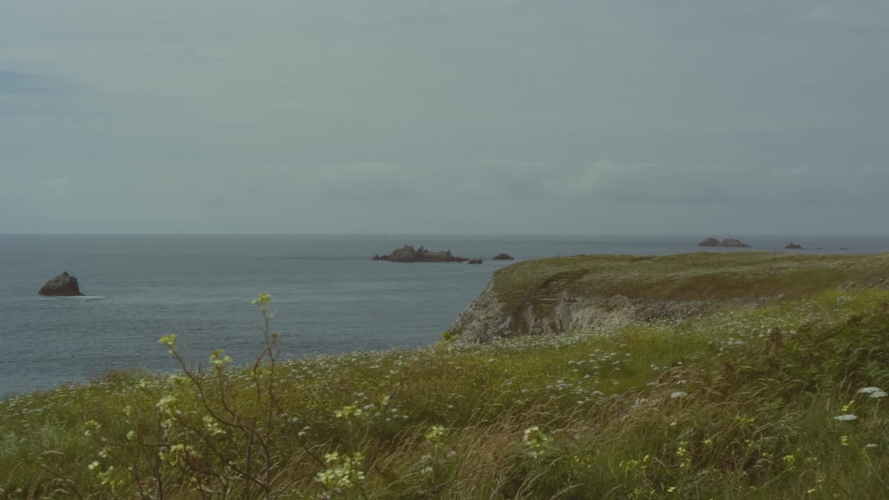 costa rocosa de bretaña con flores en primer plano