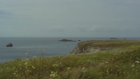 Costa-Rocosa-De-Bretaña-Con-Flores-En-Primer-Plano