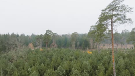 un gran pino crece en medio de pequeños árboles coníferos jóvenes contra un fondo de árboles altos en un bosque en una mañana de otoño