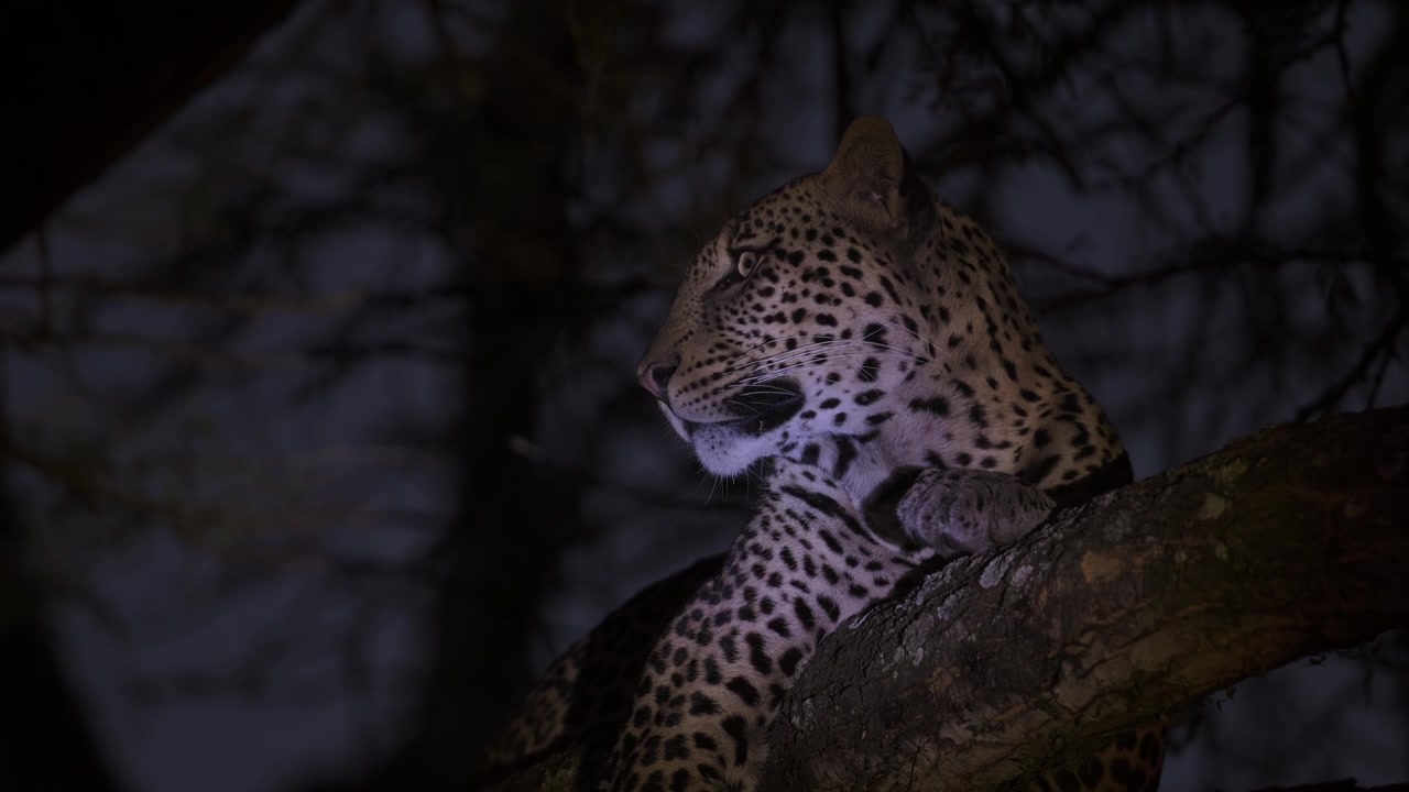 Kenya'da bir ormanda bir dalda yatan gece leoparı, Afrika vahşi yaşam safarisinde karanlıkta bir yırtıcı, Afrika safari hayvanları