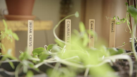 growing vegetables at home during pandemic, micro greens, tracking right