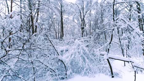 Snowy-branches-in-forest.-Winter-fairy-background