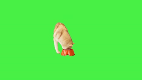 siberian husky eating from a bowl on a green screen, chroma key