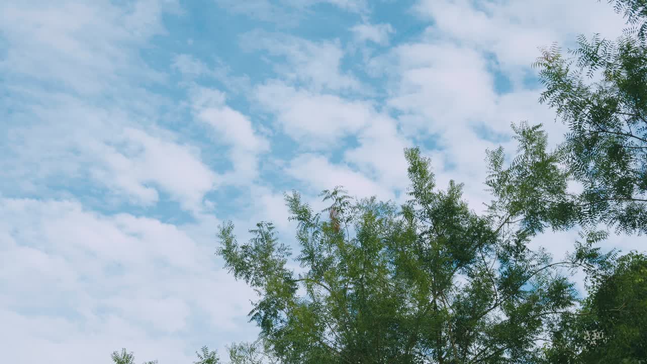 árboles balanceados por el viento