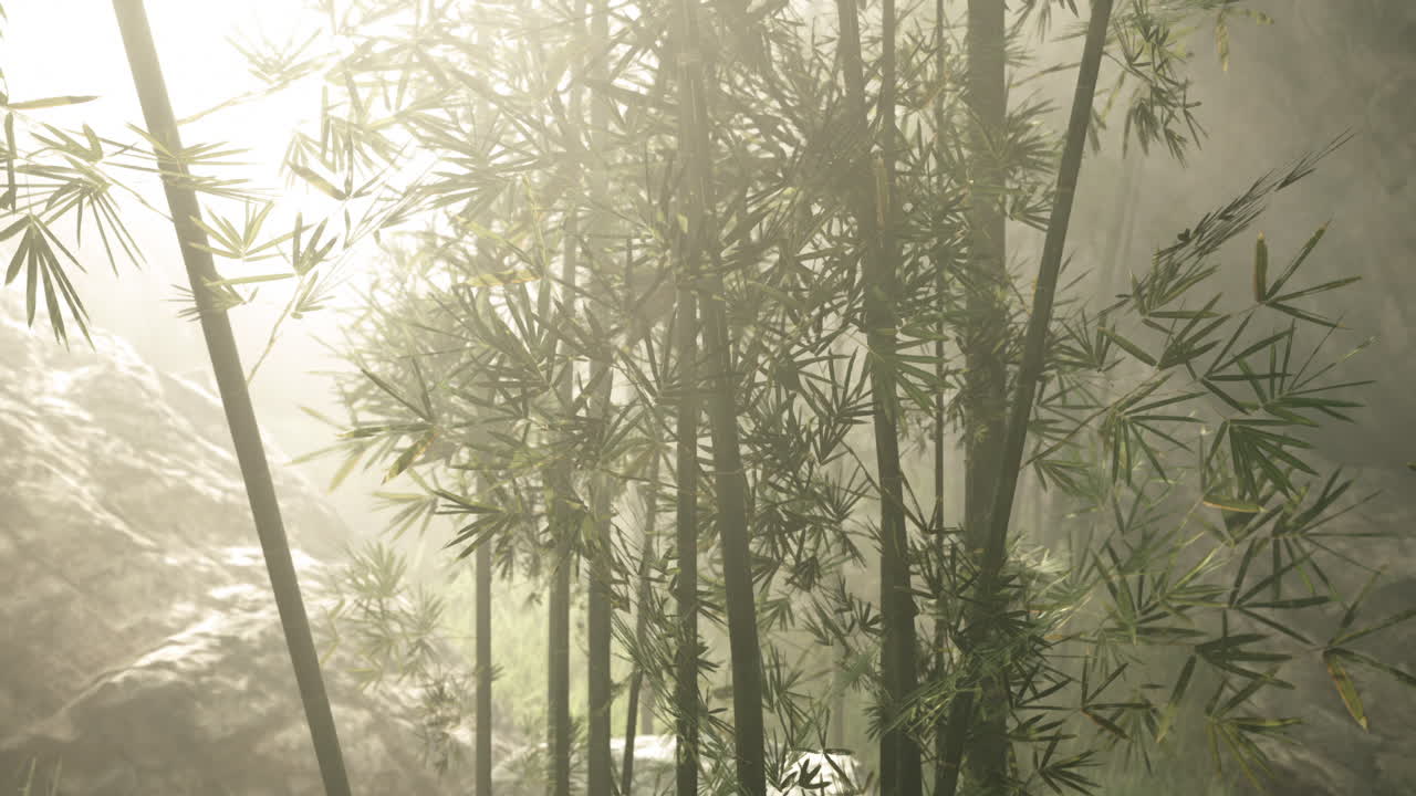 Serene bamboo grove in the mountains of china during morning mist
