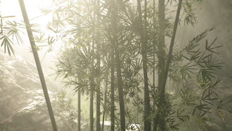 serene bamboo grove in the mountains of china during morning mist